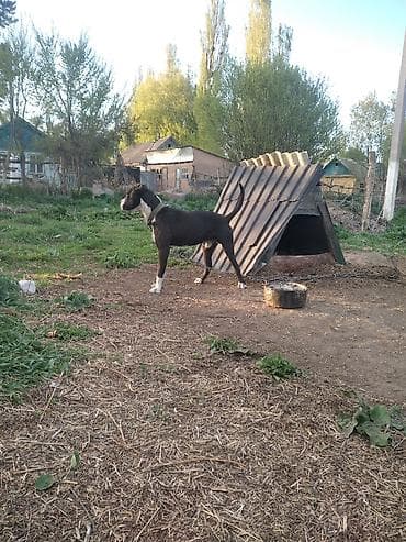 аргентинский дог: Амстафф, Более 5 лет, Самец — 4