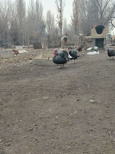 декоративный кур: Продаю | Индюк (самец) | Для разведения | Племенные — 5