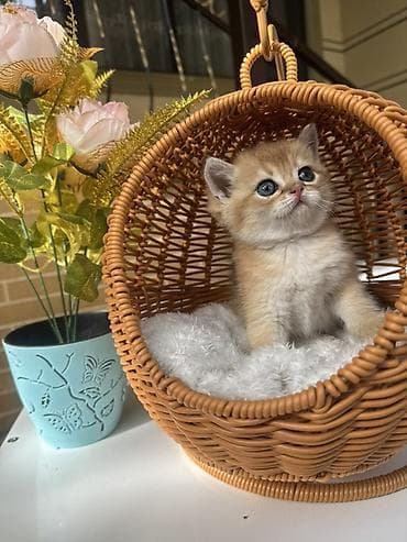 кошка шотланка: Скотиш Страйт (Шотландская прямоухая), 1 месяц, Девочка, Золотая шиншилла, Приучена к лотку, Проглистована, С документами — 5
