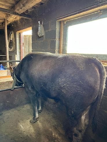 отель для собак: Продаю | Бык (самец) | Привязанные — 2