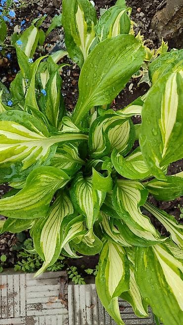 лист контейнер: Хосты декоративные, саженцы в контейнерах - Разнообразие расцветок — 5