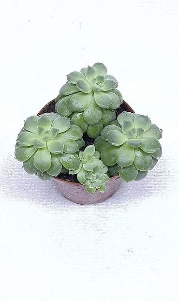 Диффенбахии: Продаю 🪴 🌺 комнатные растения 🪴 Пассифлора кализия розовая пантера — 8