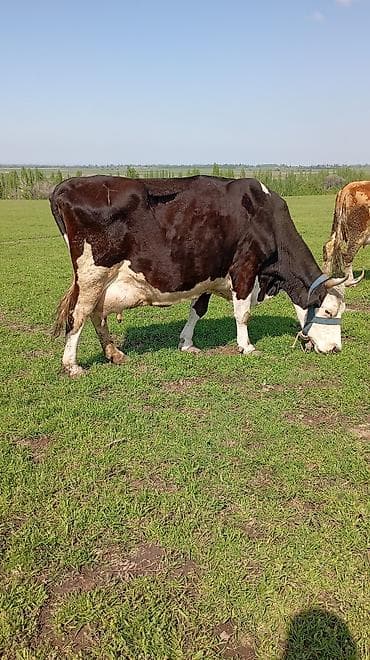 сом рыба: Продаю | Корова (самка) | Для молока | После отела — 10