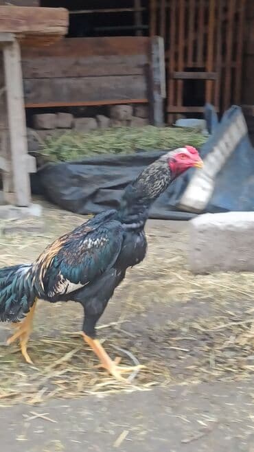 купить домашних курей: Продаются майские 🐓🐓🐓 — 2