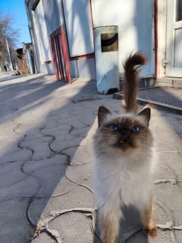 домик для кошки на улицу: Нашли кошку районе Ак-Тилека. Вниз по советской ул. Элебесова/ — 2