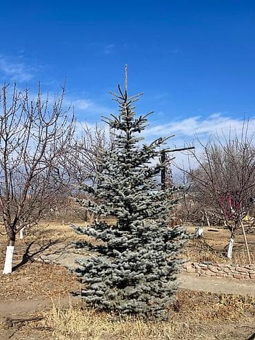 Сейфтер: Голубы ели

Высота: 4.40 и 5.20 — 1