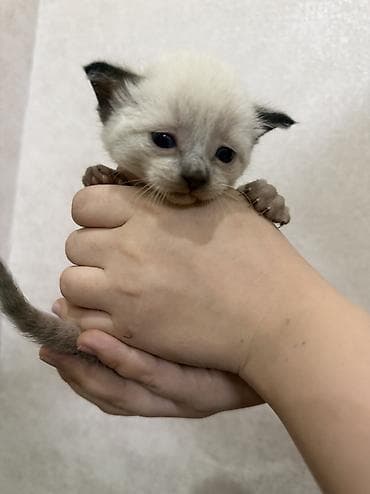 лысые крысы: Сфинкс, 1 месяц, Мальчик — 8