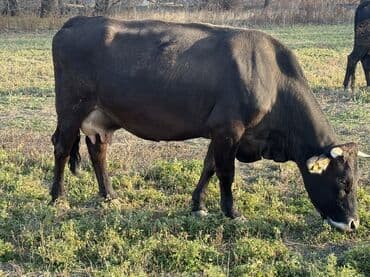 дакен жожо: Продаю | Корова (самка), Тёлка, Музоо, торпок | Голштин, Швицкая | На откорм, На забой, Для разведения | Привязанные — 6