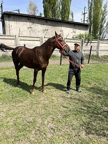 лошади жеребцы: Продаю | Конь (самец) | Конный спорт — 2