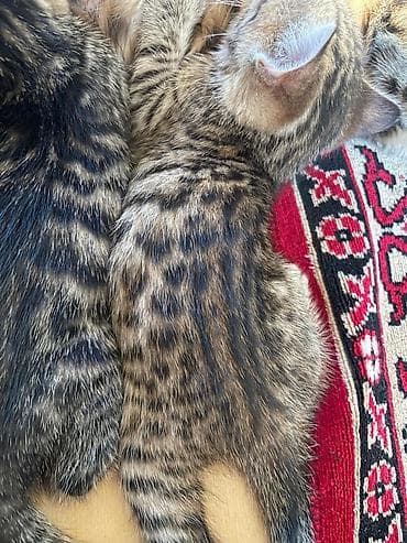 Котята помесь бенгала с домашним котом . Ярким леопардовым — 9