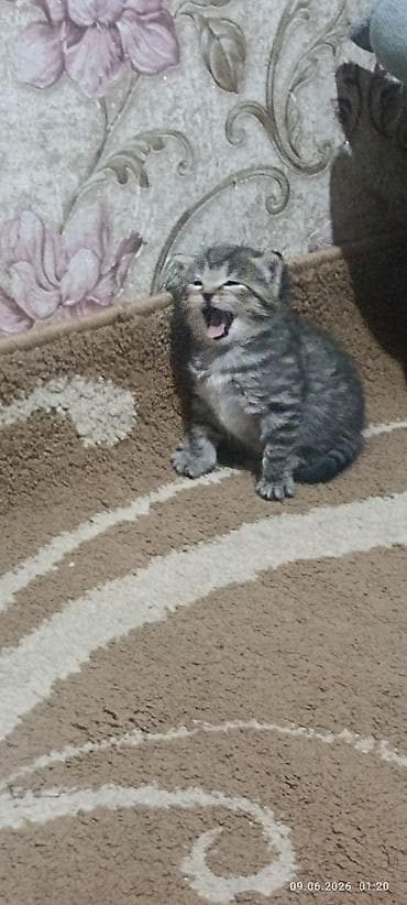 Котёнок, полосатый табби - Порода:метис (домашний короткошёрстный) -