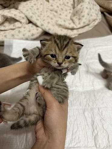 котята фолд: Шотландские котята (страйт и фолд), помёт разноколёрный: - Окрас — 5
