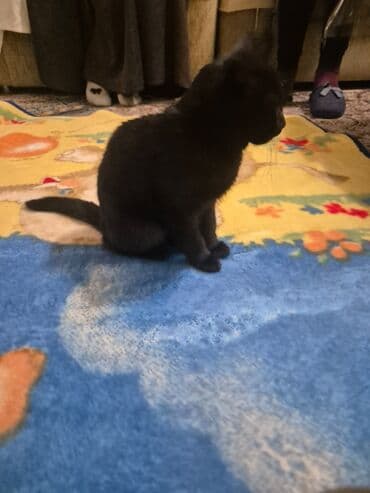 шары для хомяков: 3 месяца, Девочка, Приучена к лотку — 2