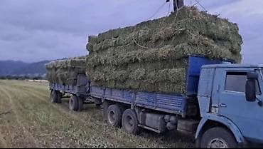 Сено в тюках (прессованные тюки) - Тюковка: прямоугольные тюки at lalafo.kg Сено в тюках (прессованные тюки) - Тюковка: прямоугольные тюки