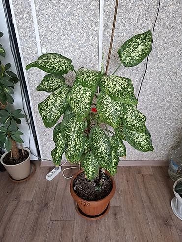 Каланхоэ: Продаю комнатный цветок — 1