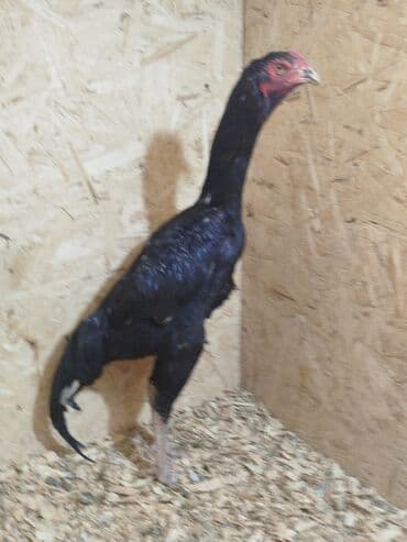 лоток для животных: Дакан короз сатылат алмашу жолдору бар адрес Заря Тынчтык конушу кочо — 3