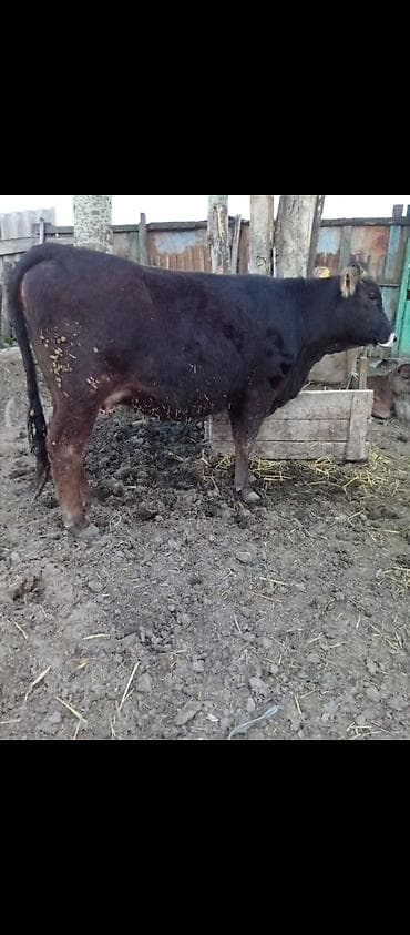 уй той: Продаю | Корова (самка) | Для молока — 2