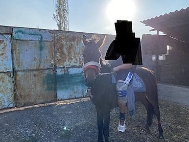 С/х животные и товары: Продаю | Жеребец — 2