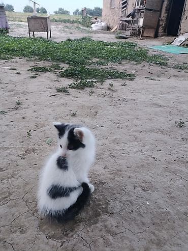 львенок купить: Котята от домашней кошки - Описание: пушистые котята от красивой — 6