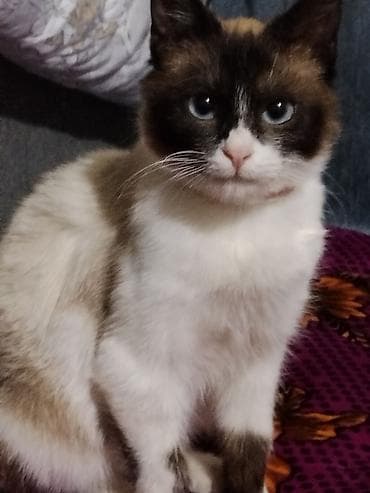 сколько стоит сиамские коты: Кошка даром: Сиамская, 4 месяца, Мальчик, Приучена к лотку — 7