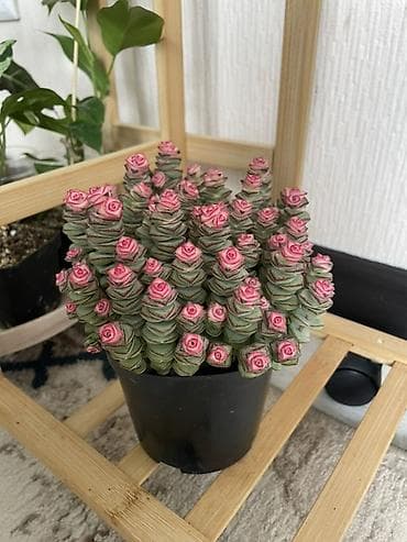 Суккулент Крассула Марнериана (Buddha's temple)

Район ТРЦ Ала-Арча — 1
