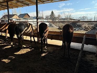 куплю коня: Продаю | Жеребец | Для разведения | Племенные — 9