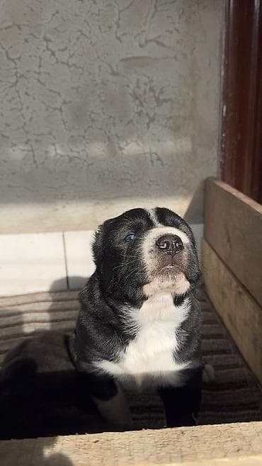 70 сом: Продаются щенки средне азиатской овчарки, алабаи, один мальчик и три — 5