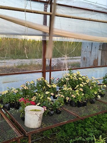 теплицы петуньи: Платная доставка — 8