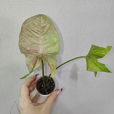 Эпипремнумы и сциндапсусы: Эпипремнум Елисейские поля вариегатный Эпипремнум Айс квин — 8