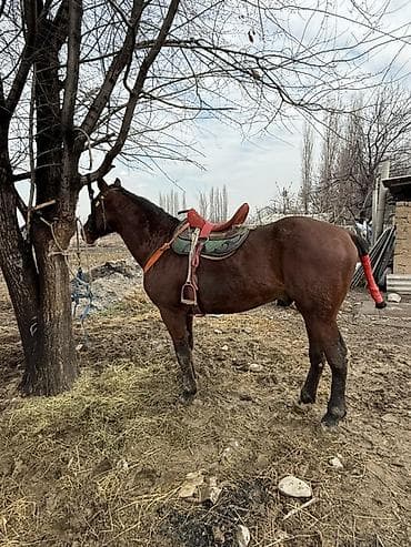Продаю | Жеребец | Полукровка | Рабочий at lalafo.kg Продаю | Жеребец | Полукровка | Рабочий