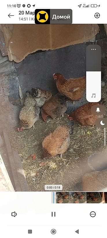 куплю бычка в кара балте: Продаю | Куры | Бойцовая | Для разведения — 8