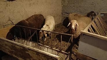 Птицы: Продаю | Овца (самка), Ягненок, Баран (самец) | Полукровка, Арашан | На забой, Для разведения | Котные, Осеменитель, Матка — 2