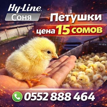 хомяки с клеткой: Продаю | Петух, Цыплята | Хай-Лайн Соня Грей | Для разведения, На забой — 1