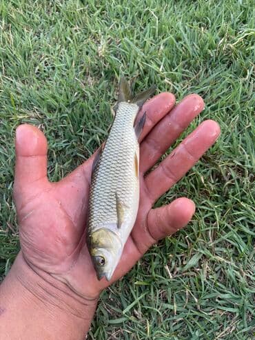 толстолобик: Продаю малёк белого Амура;зеркального карпа;сазана;толстолобика — 1