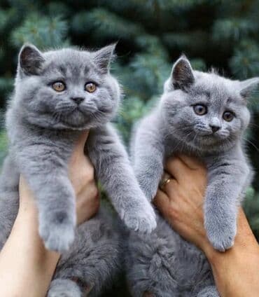 кошки породистые: Британская короткошёрстная, 2 месяца, Девочка, Лиловый — 1