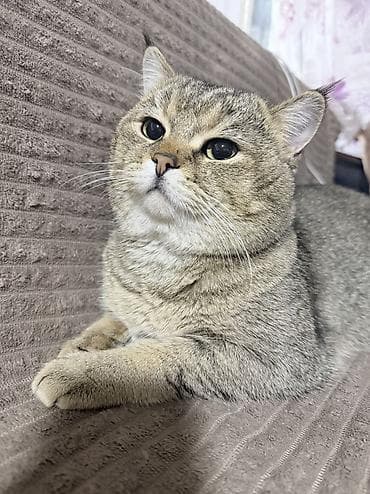 Отдам даром кошку: Вязка: Скотиш Страйт (Шотландская прямоухая), Мальчик, 2 года, Золотая шиншилла — 1