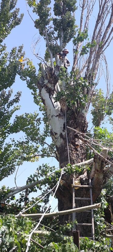 построить дом под ключ цена: Тал, Бак, Жаңгак акацса Дуб Орехи терек карагач Отун кылып даярдап — 3