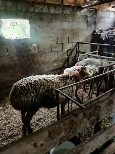 Продам с/х животных: Продаю | Баран (самец) | На забой — 2