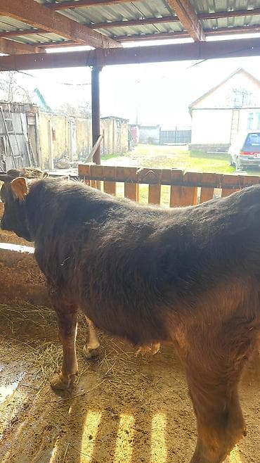 Ветеринар кызматы: Сатам | Бука (эркек) | Швиц | Көбөйтүү үчүн — 6