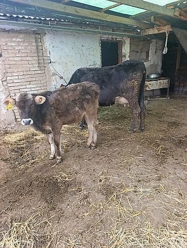 Продаю | Корова (самка) | Полукровка | Для молока | Привязанные