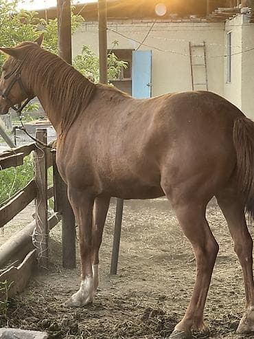 А/ч жаныбарларын сатам: Сатам | Бээ (ургаачы) | Жумушка — 3