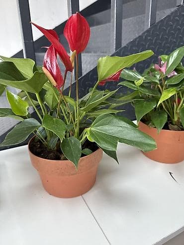 Антуриумы: Комнатные растения в горшках: - Антуриум (Anthurium) — компактные — 2
