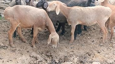 соль для животных: Продаю | Ягненок | Для разведения | Ярка — 1