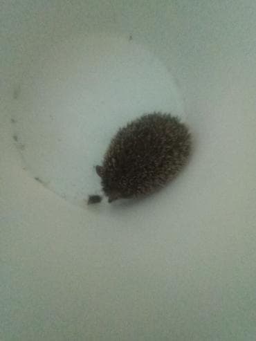 пчел пчёл: Продаю | Хряк (самец) — 2