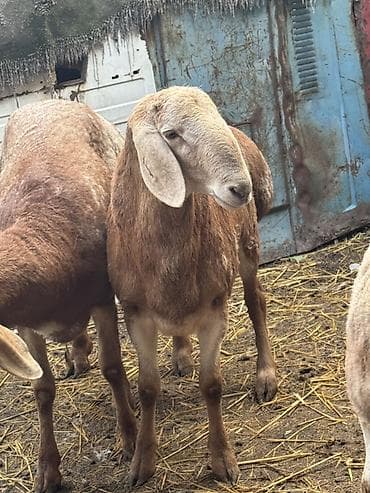 кошки ош: Продаю | Овца (самка) | Эдильбаевская | На забой — 5