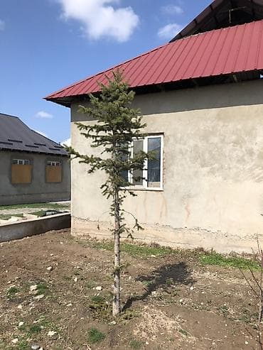 Ель (вечнозелёное хвойное дерево) для озеленения участка. - Порода