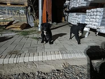 щенки хаски ош: Овчарка, 2 месяца, Самец — 10