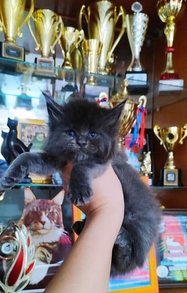 купить кошку в бишкеке: ( фотографии родные Не с интернета и не искусственный — 1