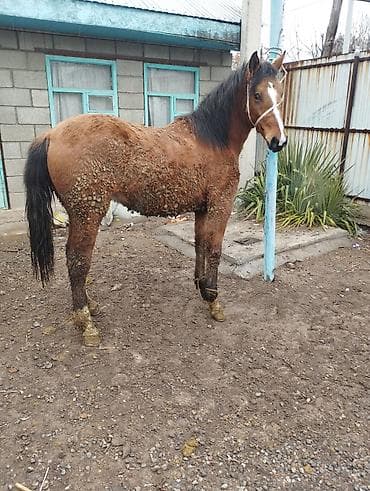 Продаю | Кобыла (самка) | На забой | Племенные