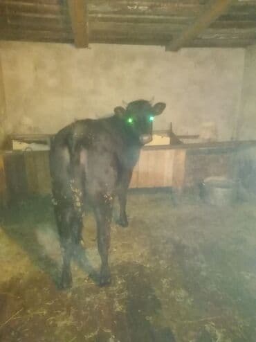 куплю французского бульдога: Продаю | Тёлка | Алатауская | На откорм | Нетель — 1